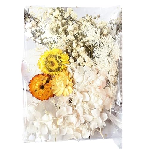 Trockene Blumen, Bastelbedarf mit trockenen Absätzen: Sie werden eine Welt der Kreativität mit dem Set aus Materialien mit trockenen Absätzen und einer Mischung aus Texturen und von Générique