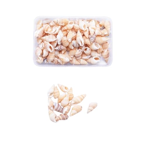 1 Box Natural Ocean Beach Spiral Muscheln für Heim Dekoration, Hochzeit, Dekor, Strand dekor, Vase Füller, Ozean Thema Dekor, Aquarium, DIY Basteln und Vase Füller, Dekorieren Sie den Pool 1 Box Natural Ocean Beach Spiral Muscheln für Heim Dekoration, Hochzeit, Dekor, Strand dekor, Vase Füller, Ozean Thema Dekor, Aquarium, DIY Basteln und Vase Füller, Dekorieren Sie den Pool von Generisch