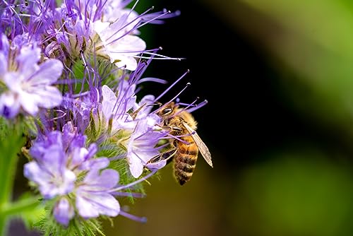 1 Kg Phacelia Samen Bienen Wiesen Blume Phacelia tanacetifolia Wildblume Dünger von Generisch