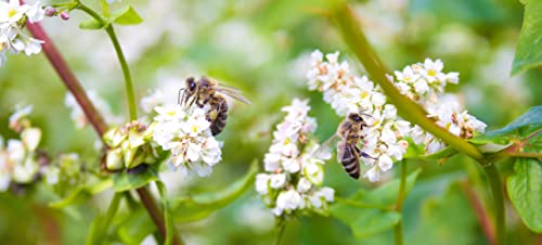 1 Kg Samen Buchweizen Fagopyrum esculentum Bienenweide Gründünger Vogelfutter von Generisch