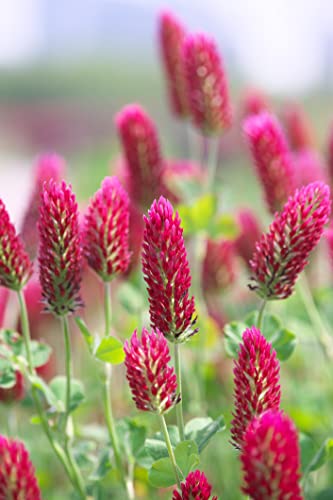 1 Kg Samen Inkarnatklee Trifolium incarnatum Blut Rosenklee Bienenweide Nektar Wiesenblumen von Generisch