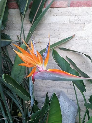 10 Samen Paradiesvogelblume Strelitzia reginae, Kübelpflanze von Generisch