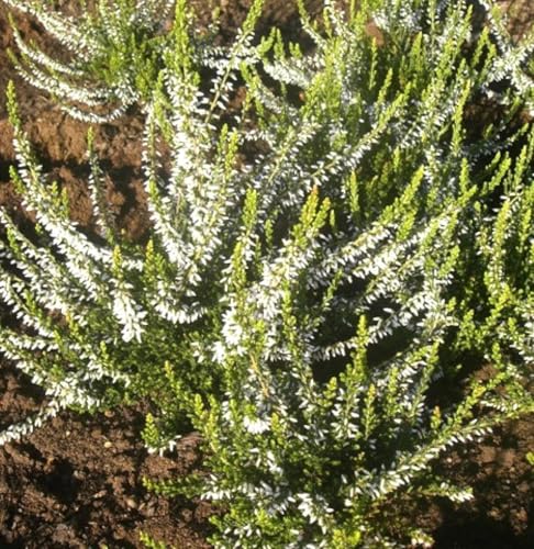 10 Stck. Besenheide Calluna Melanie Sommerheide immergrün 15-20 cm winterhart 10 Stck. Besenheide Calluna Melanie Sommerheide immergrün 15-20 cm winterhart von Generisch