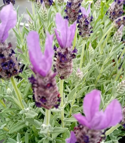10 Stück Französischer Lavendel Stoechas Papillon Lavendula im 1 Liter Topf von Generisch