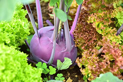 1000 Samen Blauer - Violetter Kohlrabi Purple Garten Gemüse Pflanzen Vegan von Generisch