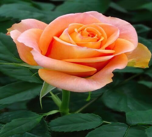 100 Stück orange Rosenblumensamen von Generisch