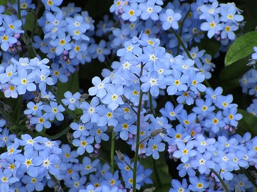 1000 Samen Alpen Vergissmeinnicht Myosotis alpestris Garten Balkon Blumen von Generisch