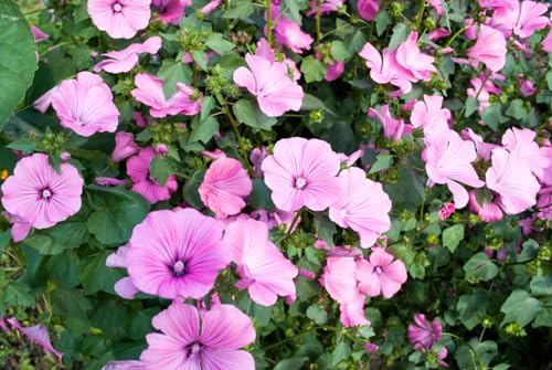 1000 Samen Bechermalve Lavatera trimestris Garten Balkon Blumen Malve Pappelrose von Generisch