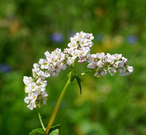 1000 Samen Buchweizen Fagopyrum esculentum Bienen Honigpflanze Vogelfutter von Generisch