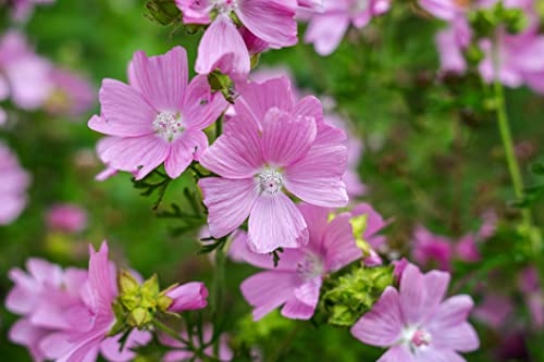 1000 Samen Rosa Moschus Malve Malva Moschata Wildblume Garten Duft Blumen Biene von Generisch