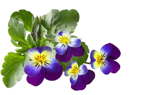 1000 Samen Wildes Stiefmütterchen Viola tricolor Garten Balkon Blumen Flowers von Generisch