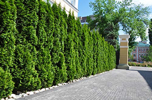 10st. Thuja Smaragd 30-50cm ohne Topf gemessen Heckenpflanzen Lebensbaum Immergrüne Heckenpflanze von Generisch