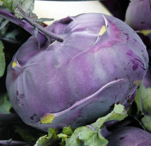 120 Samen Kohlrabi lila Kohlrabisamen Rohkost frühreife Sorte widerstandsfähig von Generisch