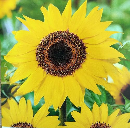 15 Samen Sonnenblume Henry Wilde Sonnenblumen bis zu 2m höhe von Generisch