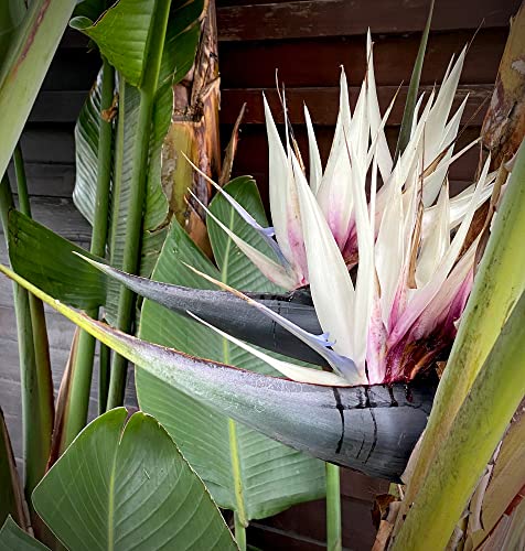 15 Samen Weiße Paradiesvogelblume Strelitzia nicola Zimmerpflanze von Generisch