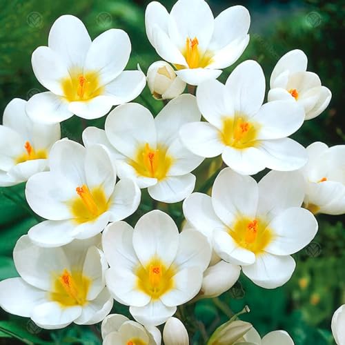 15 Zwiebeln der Crocus chrysanthus ‘Ard Schenk’ | 5/+ cm Umfang | Premium-Qualität von Top-Züchtern aus den Niederlanden | Exklusive Auswahl und strenge Qualitätskontrolle | Blühgarantie. von Generisch