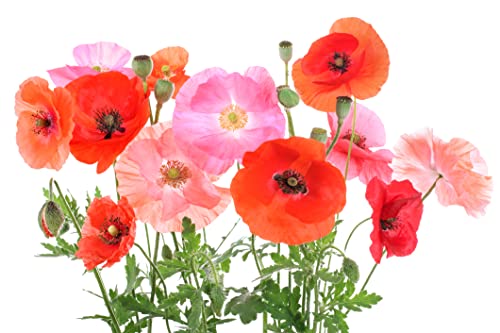 10.000 Samen Klatschmohn Mischung Rot Pink Töne Blumenwiese Bienen Wiese Mohn von Generisch