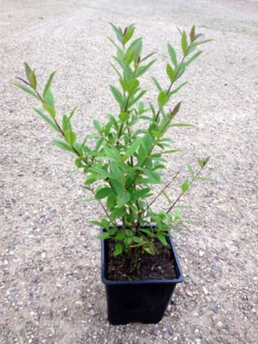 15 x Liguster im Topf 30-40cm 4m Hecke Ligusterhecke Heckenpflanzen 15 x Liguster im Topf 30-40cm 4m Hecke Ligusterhecke Heckenpflanzen von Generisch