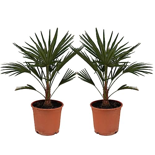 2 x Trachycarpus Fortunei - Chinesische Fächerpalme - Palme - Winterhart Gesamthöhe 45-60 cm von Generisch