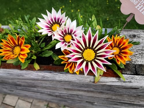 20 Samen Mittagsgold Gazania rigens Mittagsblume Garten Blumen Tiger Mix von Generisch