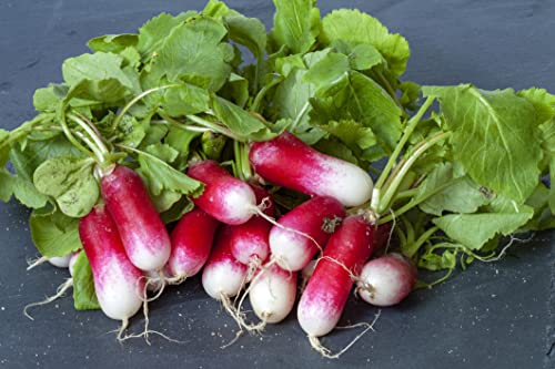 1000 Samen Radieschen Rot Weiß Flamboyant 3 French Breakfast Gemüse Vegi von Generisch