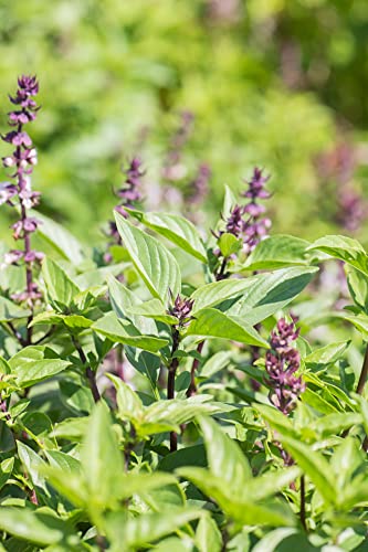 200 Samen Thai Basilikum Ocimum Basilicum Asia Kräuter Küchen Garten Gewürz von Generisch