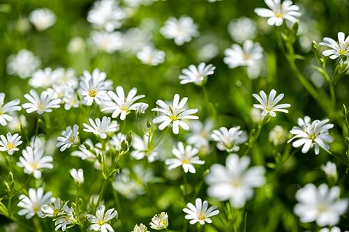 2000 Samen Vogelmiere Stellaria Media Vogelfutter Sternenkraut von Generisch