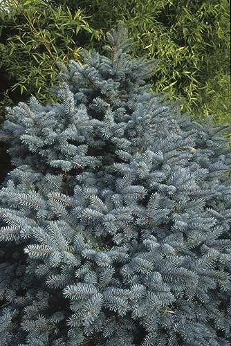 25 Samen Blaue Stech Fichte Picea pungens, Fichten Samen Nadelbaum von Generisch