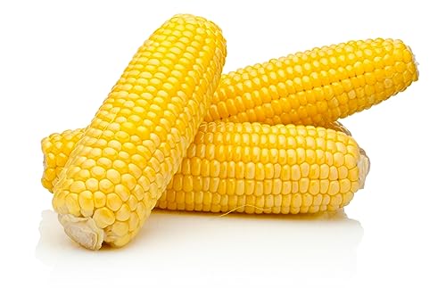 25 Samen Zuckermais Sweet Corn Pop Corn extra Süß Gemüse Grill Gemüse von Generisch