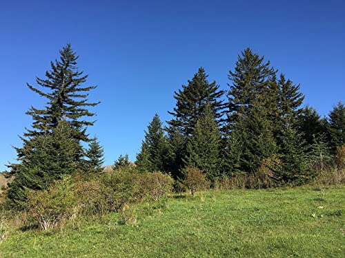 25 Samen der Rotfichte (Picea rubens) von Generisch