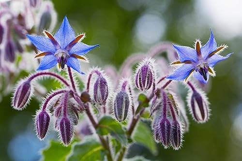250 Samen Borretsch Borago officinalis Essbare Blau-Violette Blüten Bienenfreundliche Wildblumen von Generisch