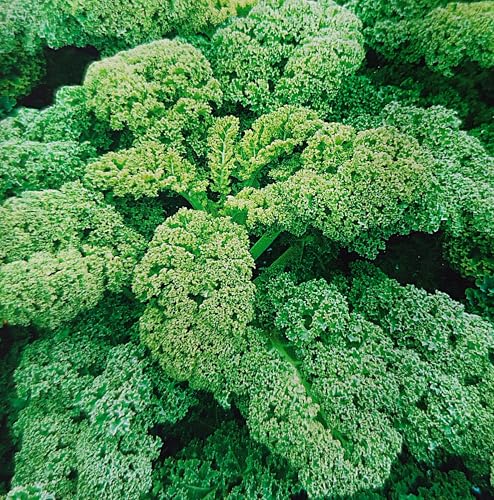 250 Samen Grünkohl hoher Kadet Krauser Kräuselkohl Kohl Wintergemüse bis -15 Grad von Generisch