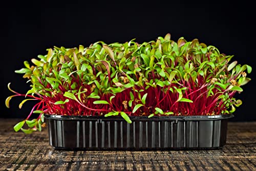 250 g Rote Bete Beete Sprossen Microgreens Keimsaat Keimsprossen Microgrün Bio Vegan von Generisch