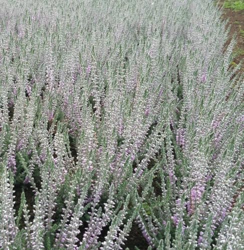 3 Stck. Besenheide Calluna vulgaris Silver Night Sommerheide 10-15 cm immergrün 3 Stck. Besenheide Calluna vulgaris Silver Night Sommerheide 10-15 cm immergrün von Generisch