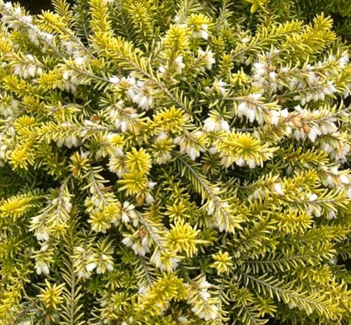 3 Stck. Erica carnea Golden Starlet Winterheide immergrün 10-15 cm weiß von Generisch