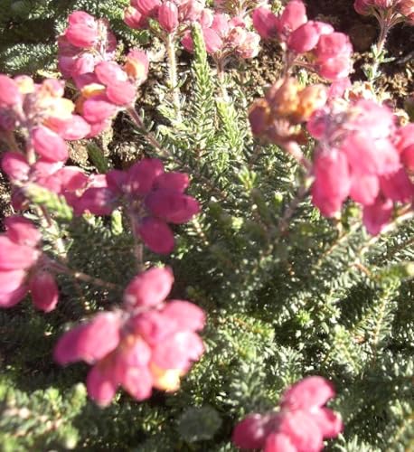 3 Stück Erica tetralix Samtpfötchen Glockenheide winterhart 10-15 cm von Generisch