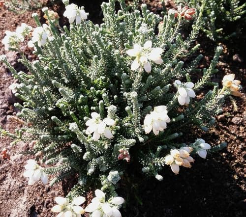 3 Stück Erica tetralix alba Heidekraut Glockenheide immergrün und winterhart 3 Stück Erica tetralix alba Heidekraut Glockenheide immergrün und winterhart von Generisch
