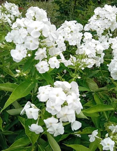 3 Stück Stauden Große Flammenblume Phlox paniculata David weiß von Generisch