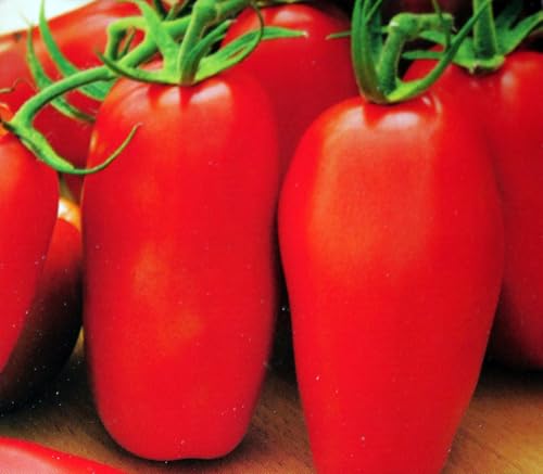 30 Samen Tomate Scatolone3 Tomaten Tomatensamen von Generisch