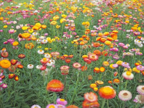 3000 Samen Garten Strohblume Helichrysum Balkon Beet Blumen Pflanzen Blüten von Generisch