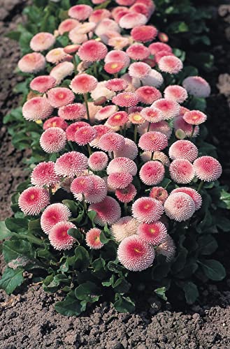 40 Samen Gänseblümchen Bellis perennis Tasso® Erdbeersahne Garten Balkon Blumen von Generisch