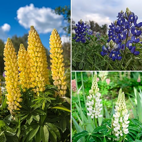 400+ Samen Lupine Mix Blau Weiß Gelb Wildblume Dünger Bienen Schmetterlinge von Generisch