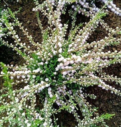 5 Stck. Besenheide Calluna vulgaris Country Wicklow Sommerheide immergrün 10-15 cm von Generisch