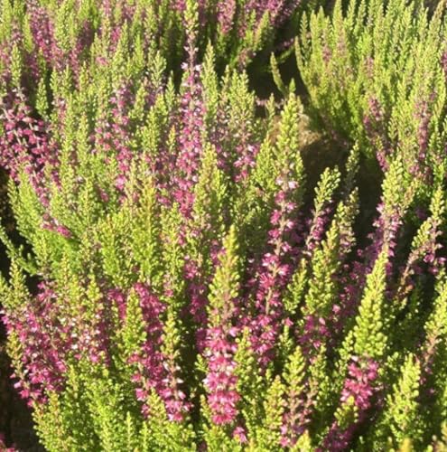 5 Stck. Besenheide Calluna vulgaris Roter Oktober Sommerheide 10-15 cm immergrün 5 Stck. Besenheide Calluna vulgaris Roter Oktober Sommerheide 10-15 cm immergrün von Generisch