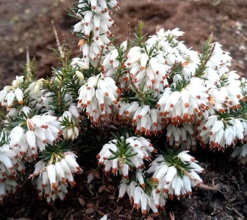 5 Stck. Erica carnea Isabell Winterheide immergrün 10-15 cm weiß 5 Stck. Erica carnea Isabell Winterheide immergrün 10-15 cm weiß von Generisch