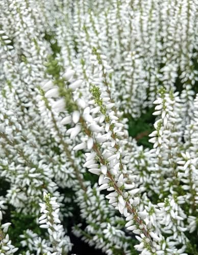 5 Stck. Knospenheide GardenGirls calluna immergrün 15-20 cm winterhart 5 Stck. Knospenheide GardenGirls calluna immergrün 15-20 cm winterhart von Generisch