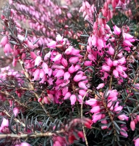 5 Stck. Winterblühende Heide Erica darleyensis Kramers Rote immergrün 15-20 cm 5 Stck. Winterblühende Heide Erica darleyensis Kramers Rote immergrün 15-20 cm von Generisch