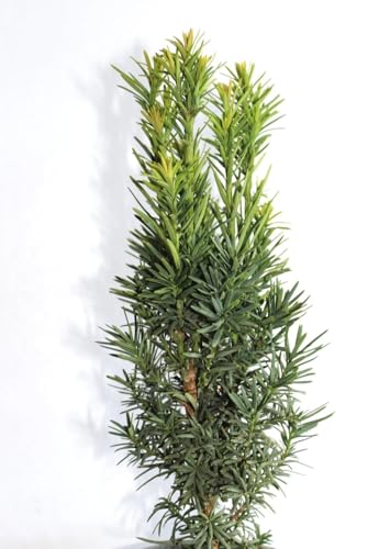 5 Stück Säuleneibe Eibe Taxus Fastigiata - Robusta - 30-40 cm Freilandaufzucht von Generisch