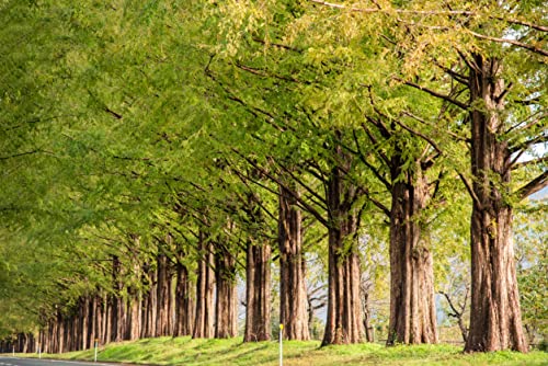 50 Samen Urweltmammutbaum Metasequoia Rotholz Mammutbaum Bonsai Wald Baum von Generisch