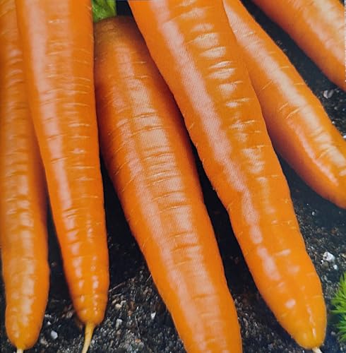 500 Samen, Karotte – Erste Ernte. Süße frühe Karotten für Ernte im Juni Wurzeln von Generisch